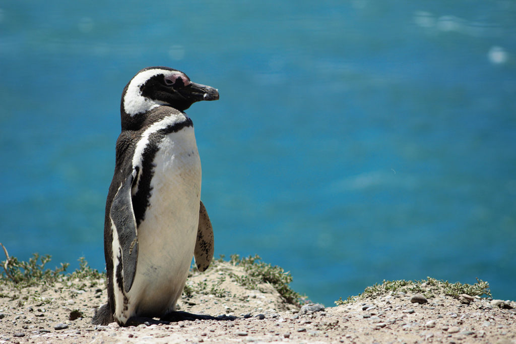 Magellan-Pinguin in Patagonien, Punta Tombo