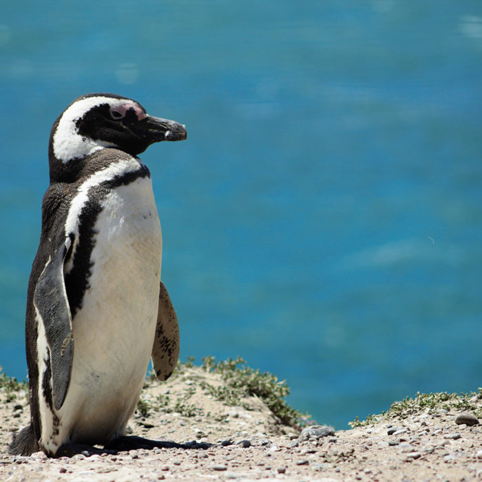 Magellan-Pinguin in Patagonien, Punta Tombo